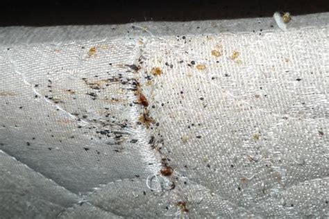 Infested mattresses, comforters, cushioned furniture and mattress covers may show bed bug fecal smears, which are the dried excrement of bed bugs. What mattress encasements are and how they are used in bed ...