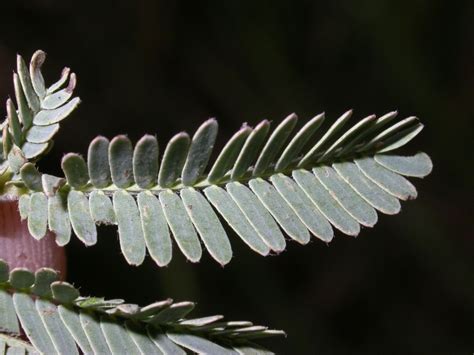 African Plants A Photo Guide Acacia Nilotica L Willd Ex Delile