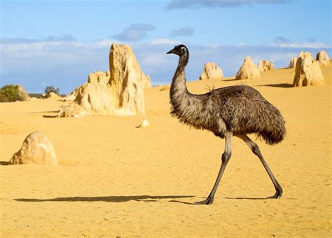 Australian drought driving more frequent encounters with emus • Earth.com