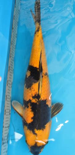 Select Koi Japan Imported Premium And Jumbo Koi Fish For Sale Usa