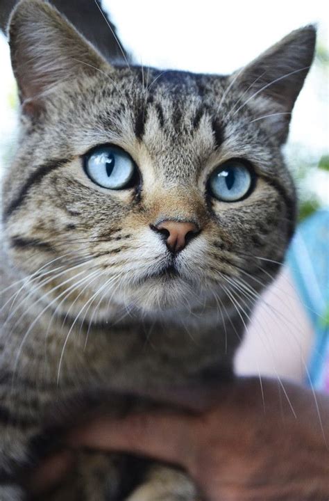 Meet Hunter He Is A Grey Tabby But Just Look At Those Beautiful Eyes