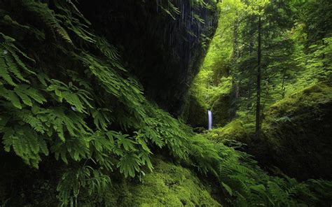 Landscape Nature Waterfall Forest Ferns Moss Green Trees Hill