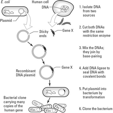 Recombinant Dna Technology Dummies