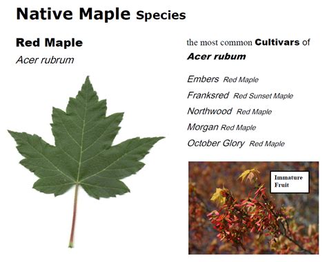 Shades Of Red What Is A Red Maple Tree Maple Leaves Forever