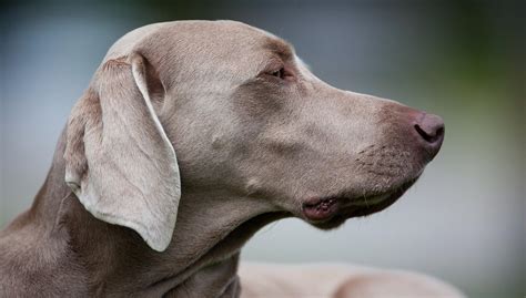 15 Undeniable Truths Only Weimaraner Pup Parents Understand Page 2 Of