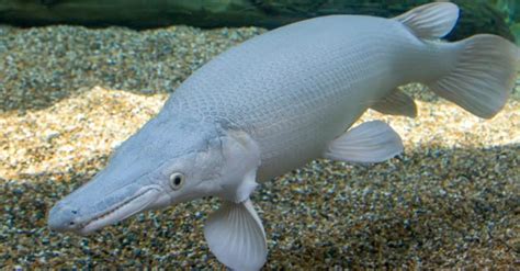 10 Incredible Alligator Gar Facts Wiki Point