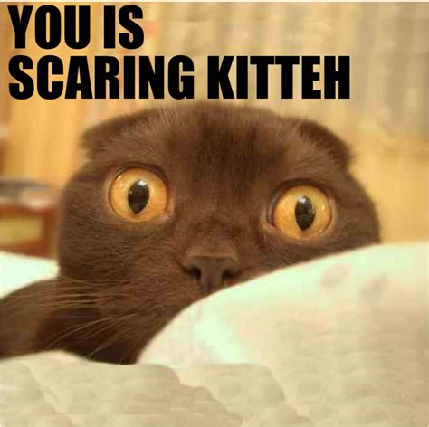 Scaredy Cat Animals Pinterest