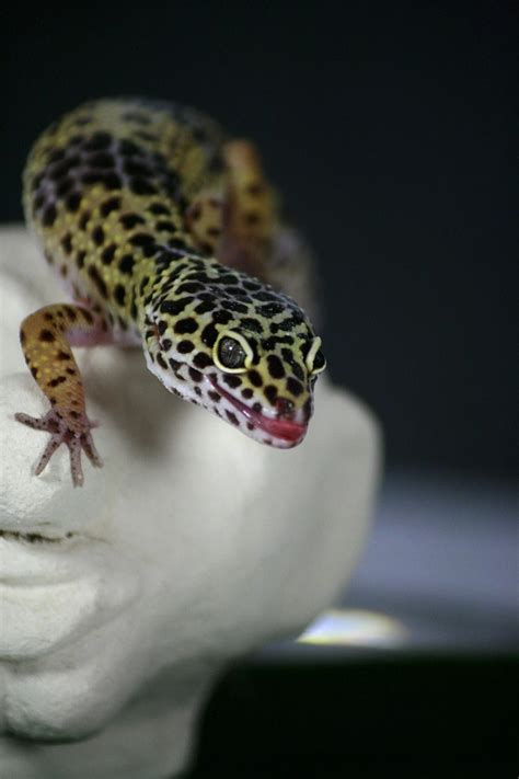 What To Feed A Leopard Gecko Crickets Or Mealworms Cozy Lizard