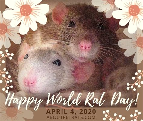 World Rat Day Best Event In The World