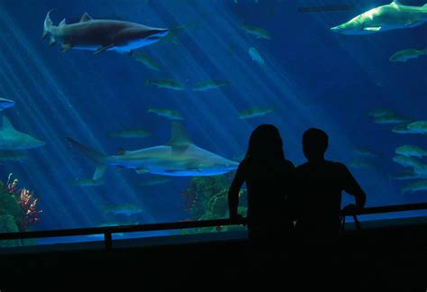 Seaworld Aquarium Flickr Photo Sharing
