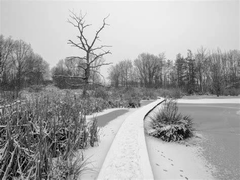 Free Images Landscape Tree Nature Grass Snow Winter Black And