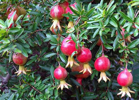 Pomegranate Growing Tips Ideas Techniques Secrets Gardening Tips