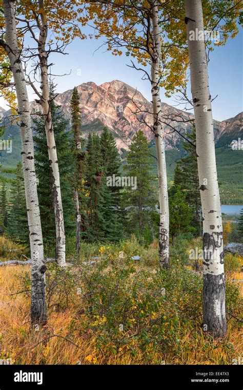 Jasper National Park Trees Hi Res Stock Photography And Images Alamy
