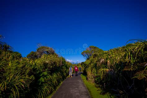 Pathway Through Dense Temperate Rainforest With Fern Trees In South