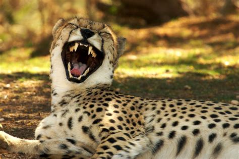 Marvelously Staggering Facts About The Cheetah