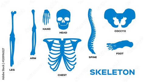 Human Bones Skeleton Silhouette Collection Set Vector Illustration