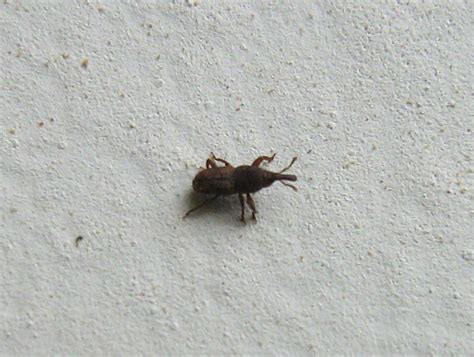 House Bugs Identifier Gallery