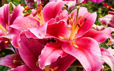 Hd Wallpaper Pink Lily Flowers Wallpaper Flare