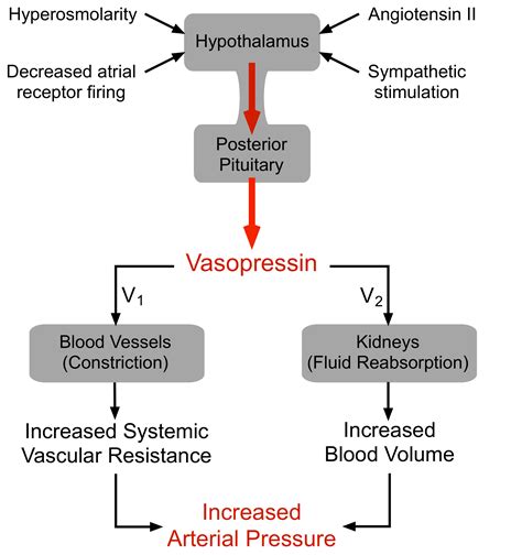 Cv Physiology Vasopressin Antidiuretic Hormone