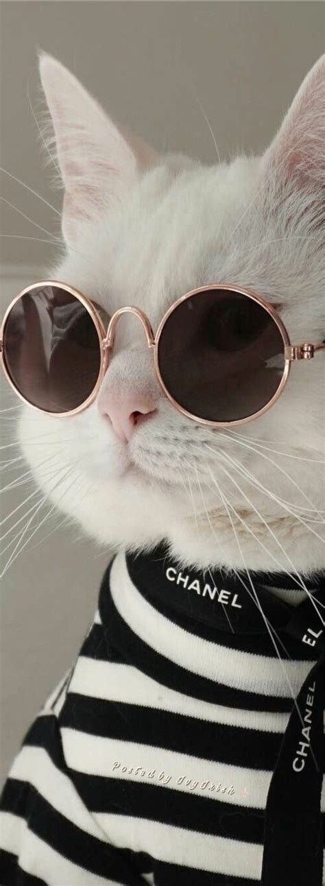 Кот♡ Em 2020 Gato Com Oculos Fotos De Animais Engraçados Fotos De