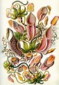 Art Forms in Nature, Plate 62: Nepenthaceae by Ernst Haeckel