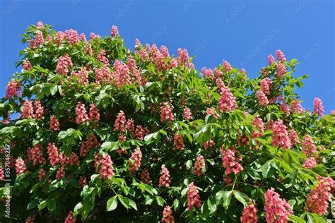 Pink Flowers Of The Red Horse Chestnut Tree Aesculus Stock Photo