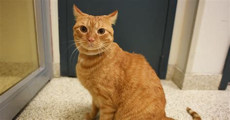 Fewer cats are ending up in shelters these days. Charlie | ASPCA