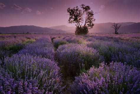 Lavender Fields Beautiful Image Of Lavender Field Summer Sunset