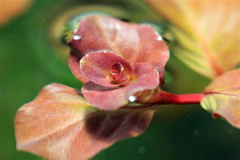 Ludwigia Ovalis ‘pink Online Aquaria