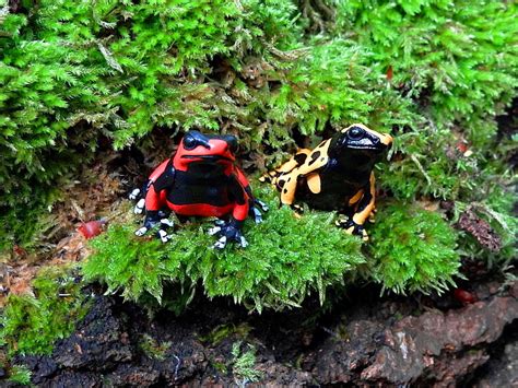 Dendrobatidae Poison Dart Frogs Kitan Club Nature Techni Colour