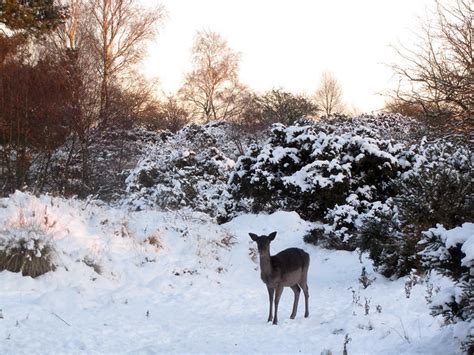 Winter Deer Scene Flickr Photo Sharing
