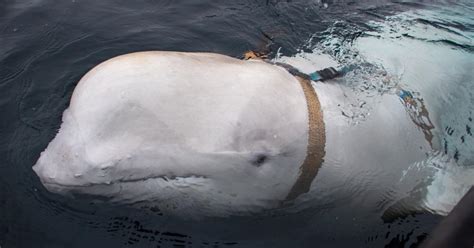 Alleged Russian ‘spy’ Whale Now In Swedish Waters News