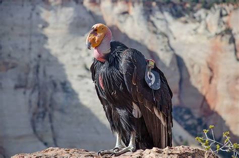 The 1000th California Condor Has Hatched In A Victory For The Species