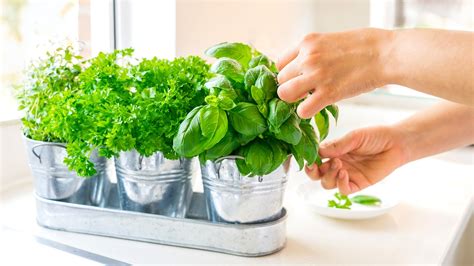 The Simple Box Grater Hack To Strip Fresh Herbs In A Flash