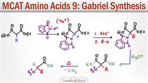 Gabriel Synthesis Of Amino Acids - Gabriel Malonic Ester Synthesis of alpha Amino Acids - YouTube