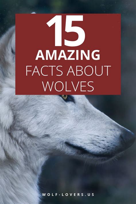 Pin On Facts About Wolves