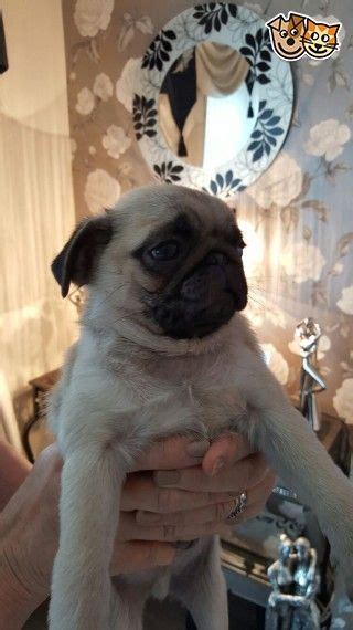Grooming wise, the pug does not require much maintenance. Pug Puppies For Sale | San Francisco Bay Area, CA #257667