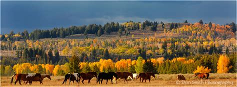 Wild Horses And Fall Color Natures Best Don Smith Photography