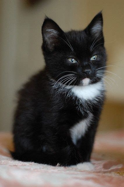 Black And White Kitty Tuxedo Cats Pinterest