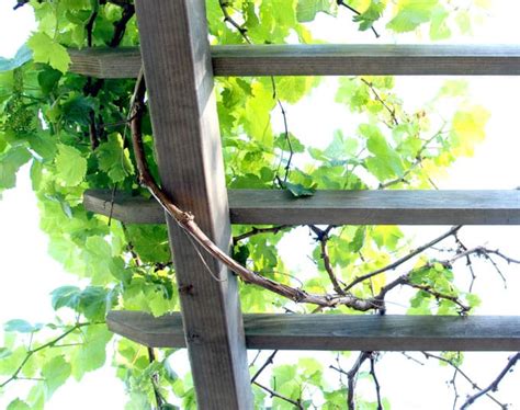 Repeat on the backside of posts with the second board. Simple DIY Pergola ( Grape Arbor ): Free Building Plan - A ...