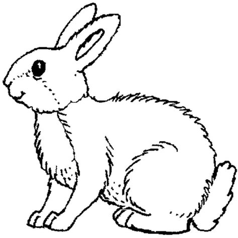 La grande passion de coco lapin c'est de cultiver des carottes dans son potager, mais il est souvent embêté par tigrou qui saccage le jardin en faisant des bonds. image de lapin a colorier - Image De