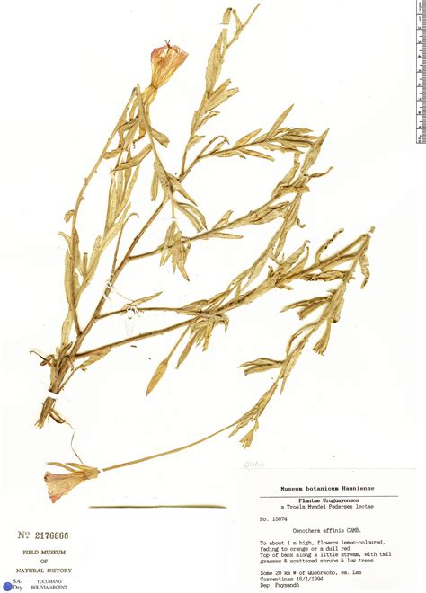 Oenothera Affinis Rapid Reference The Field Museum