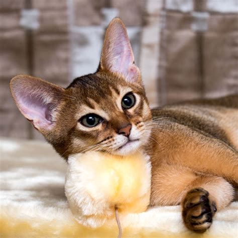 Abyssinian Cat Breed Facts Traits Health Vets