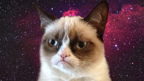 Free Download Grumpy Cat Background 500x281 For Your Desktop