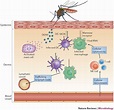 Dengue pathogenesis, clinical manifestation, lab diagnosis and ...