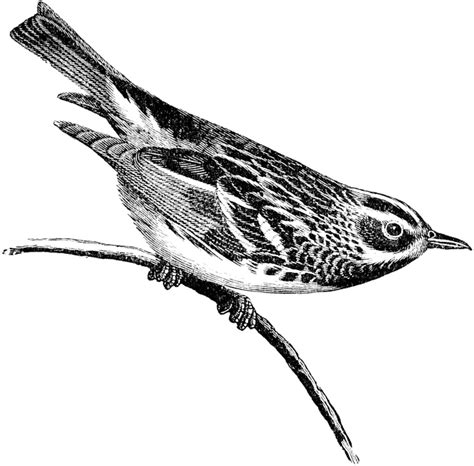 Drawings that adopt a technique that requires a lot of patience and dedication to complete. Black and White Warbler | ClipArt ETC