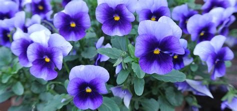How To Grow Violas For Winter And Spring Colour By A Gardener