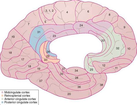 The Cerebrum Cerebral Function Neuroanatomy For Speech Language