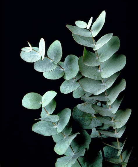 The Axarquia Garden Club Eucalyptus Varieties In Stock