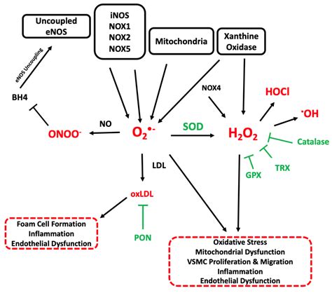 Cells Free Full Text The Role Of Oxidative Stress In Atherosclerosis